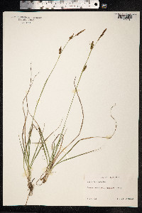 Carex hostiana image