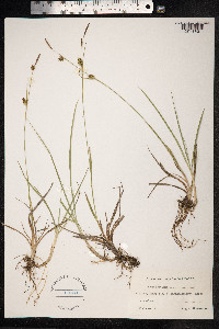 Carex hostiana image