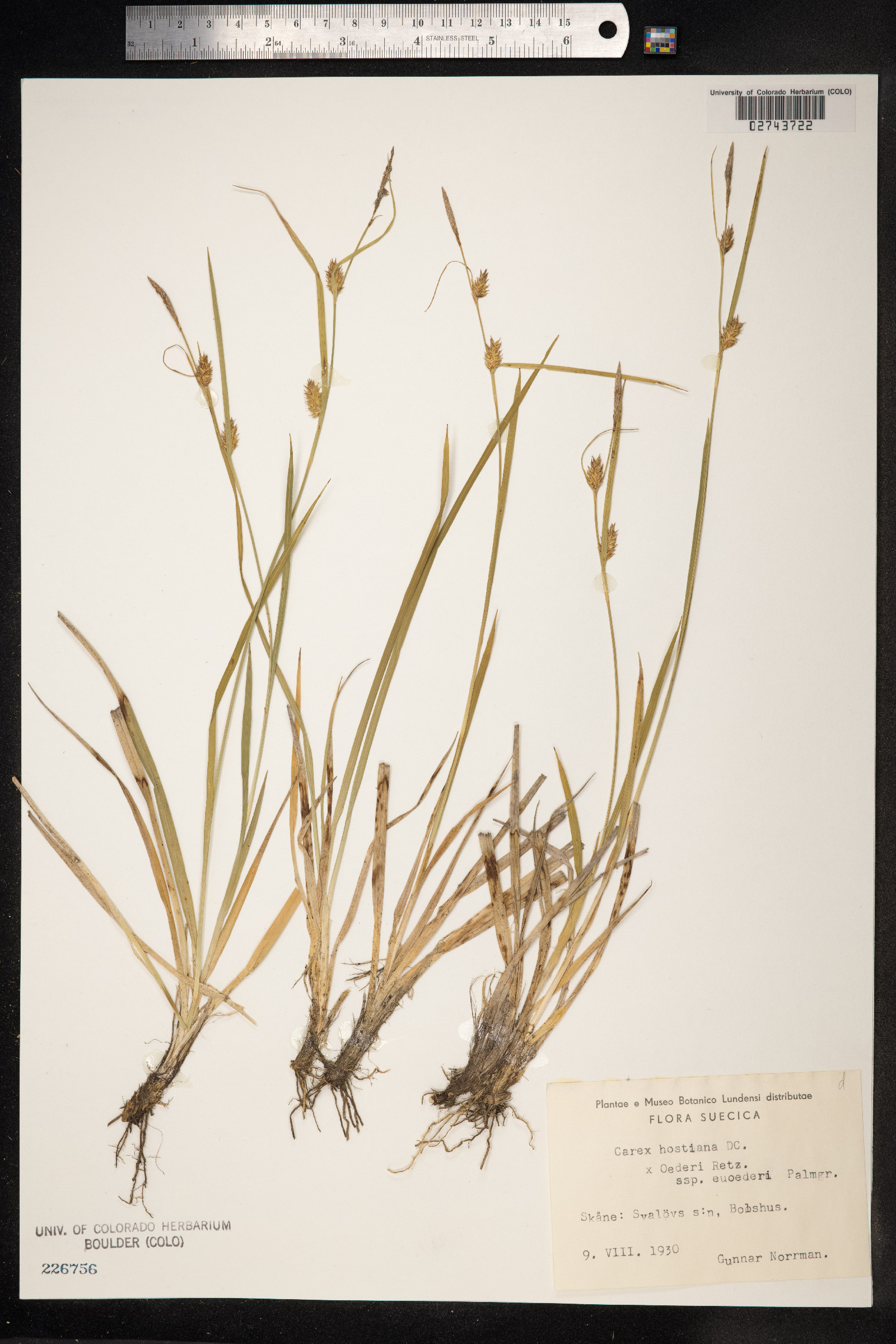 Carex hostiana image