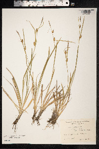 Carex hostiana image
