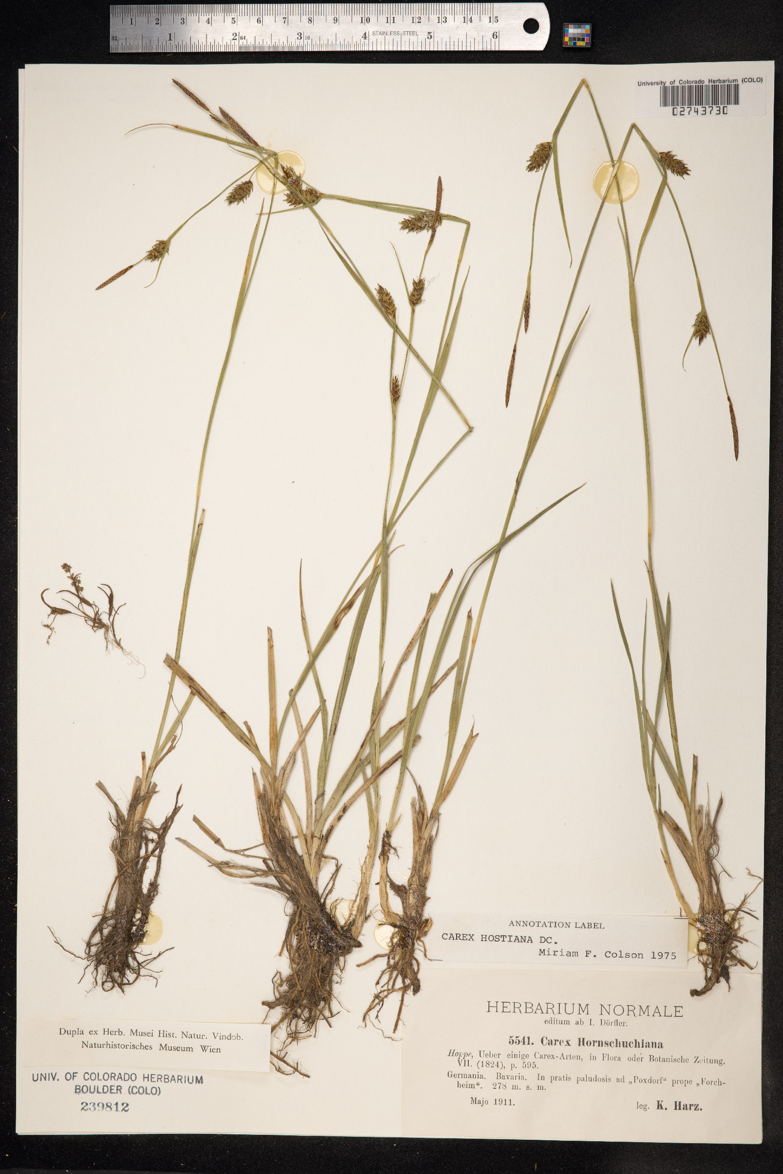 Carex hostiana image