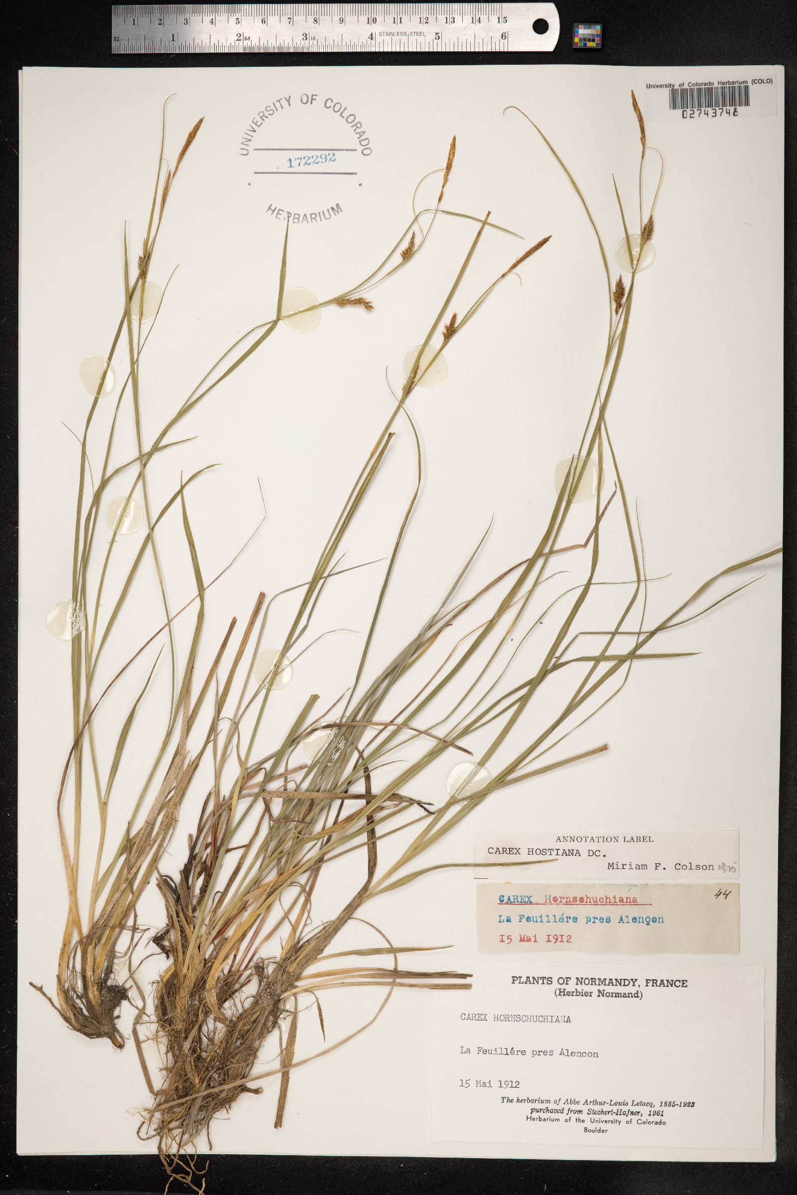 Carex hostiana image