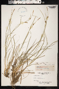 Carex hostiana image