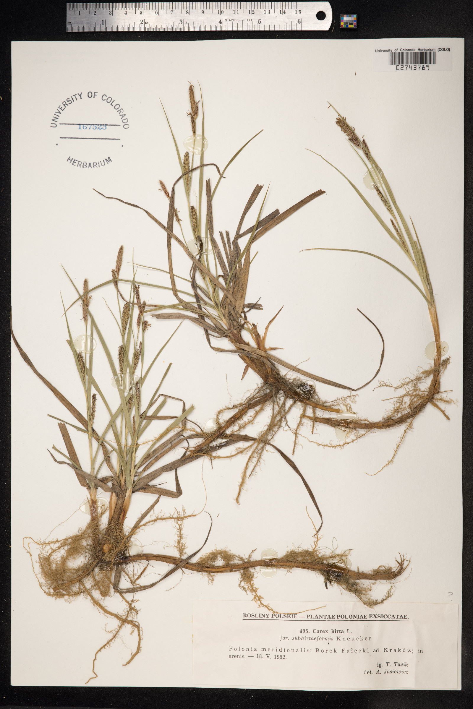 Carex hirta image