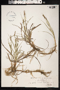 Carex hirta image