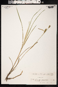 Carex hirta image