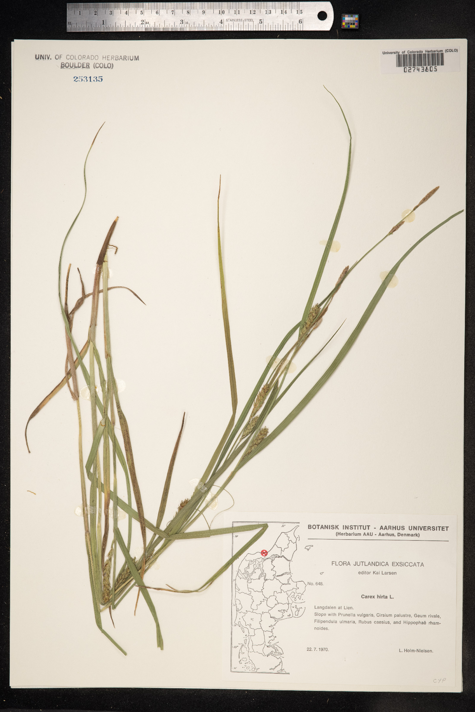 Carex hirta image