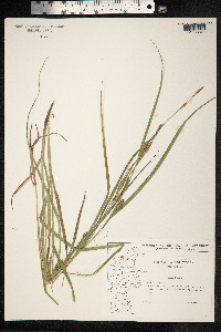 Carex hirta image