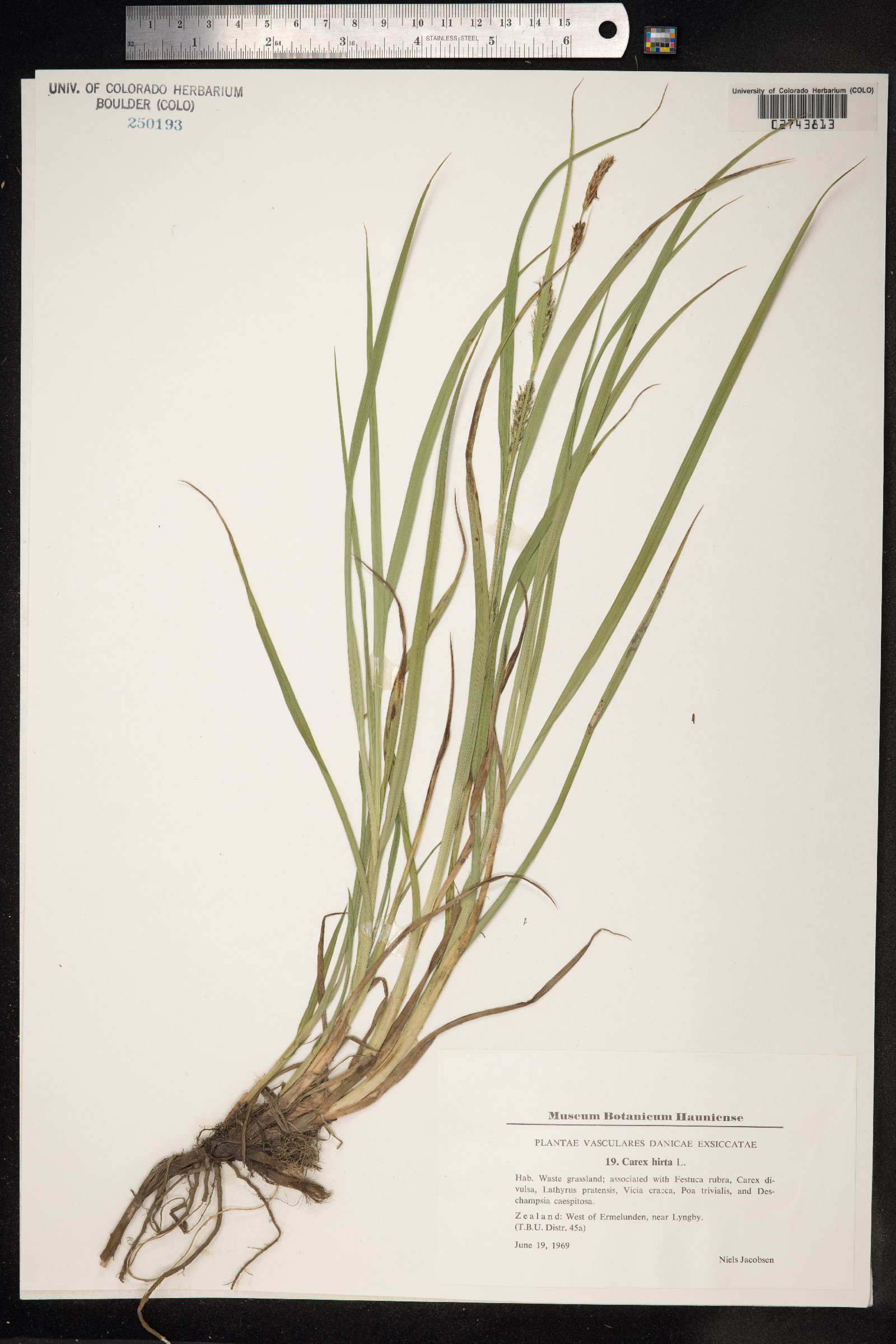 Carex hirta image