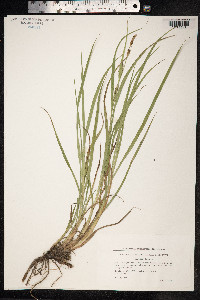 Carex hirta image