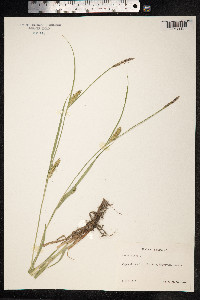 Carex hirta image