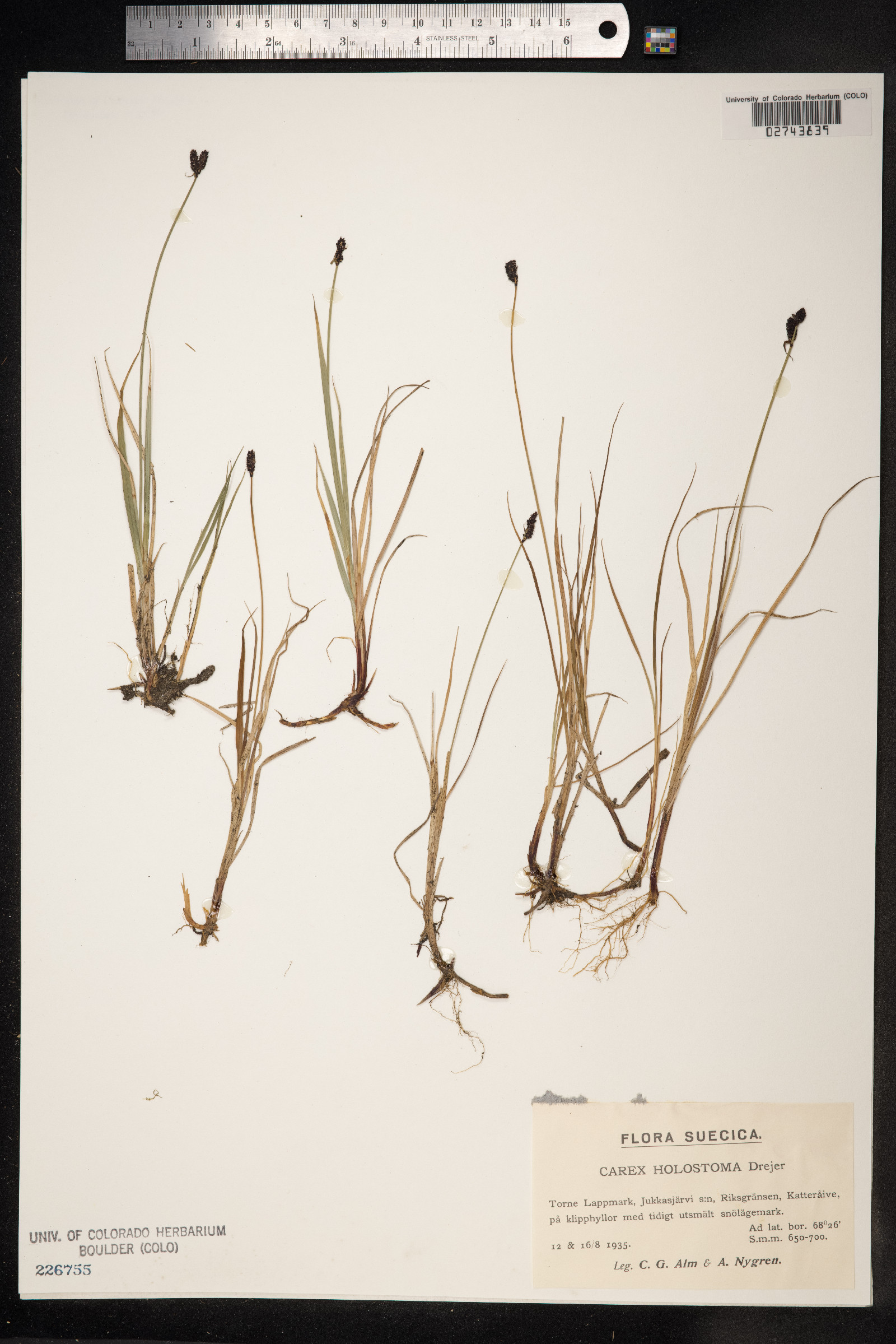 Carex holostoma image