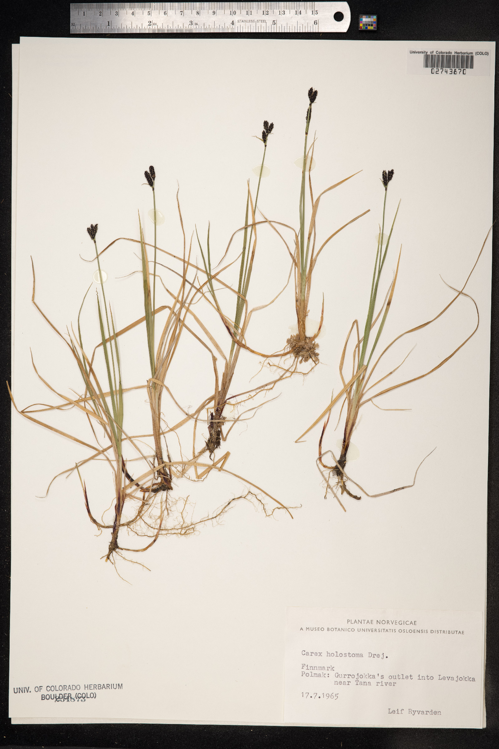 Carex holostoma image
