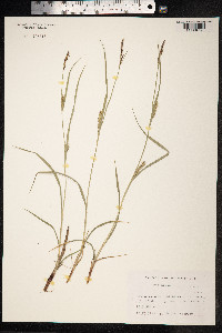 Carex hirta image
