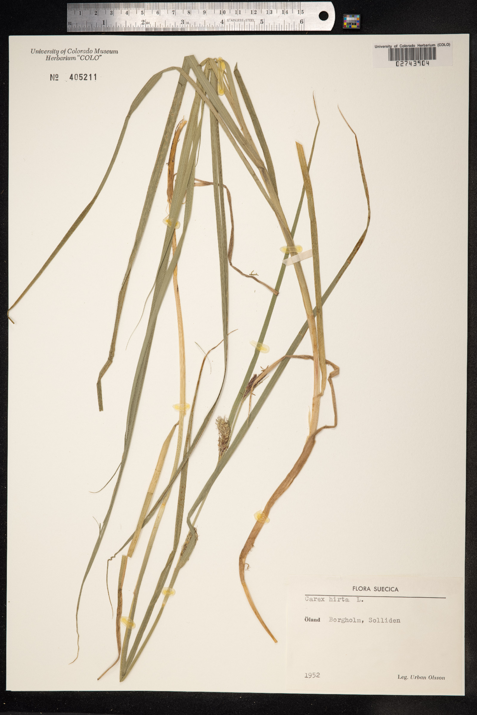 Carex hirta image