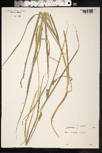 Carex hirta image