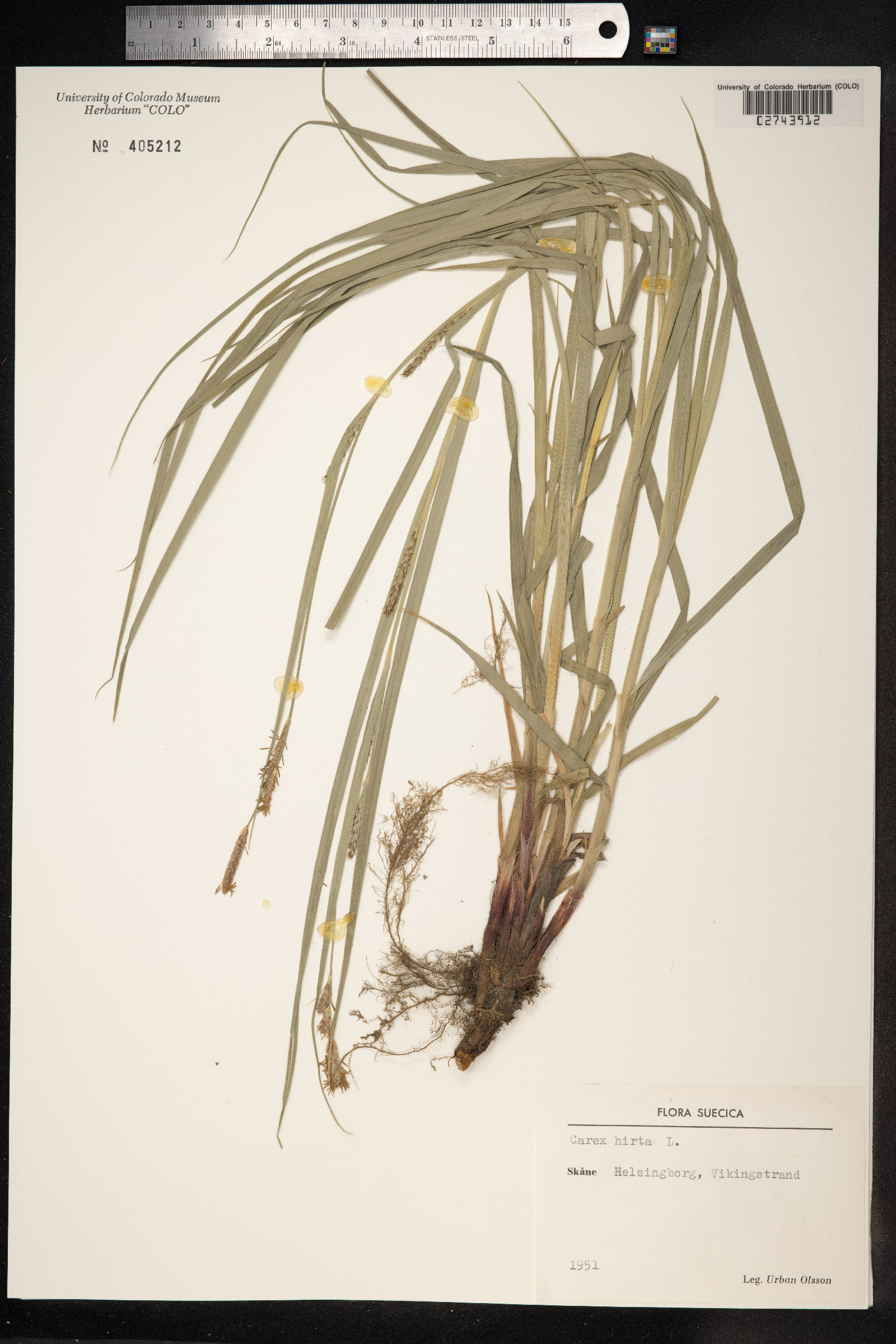 Carex hirta image