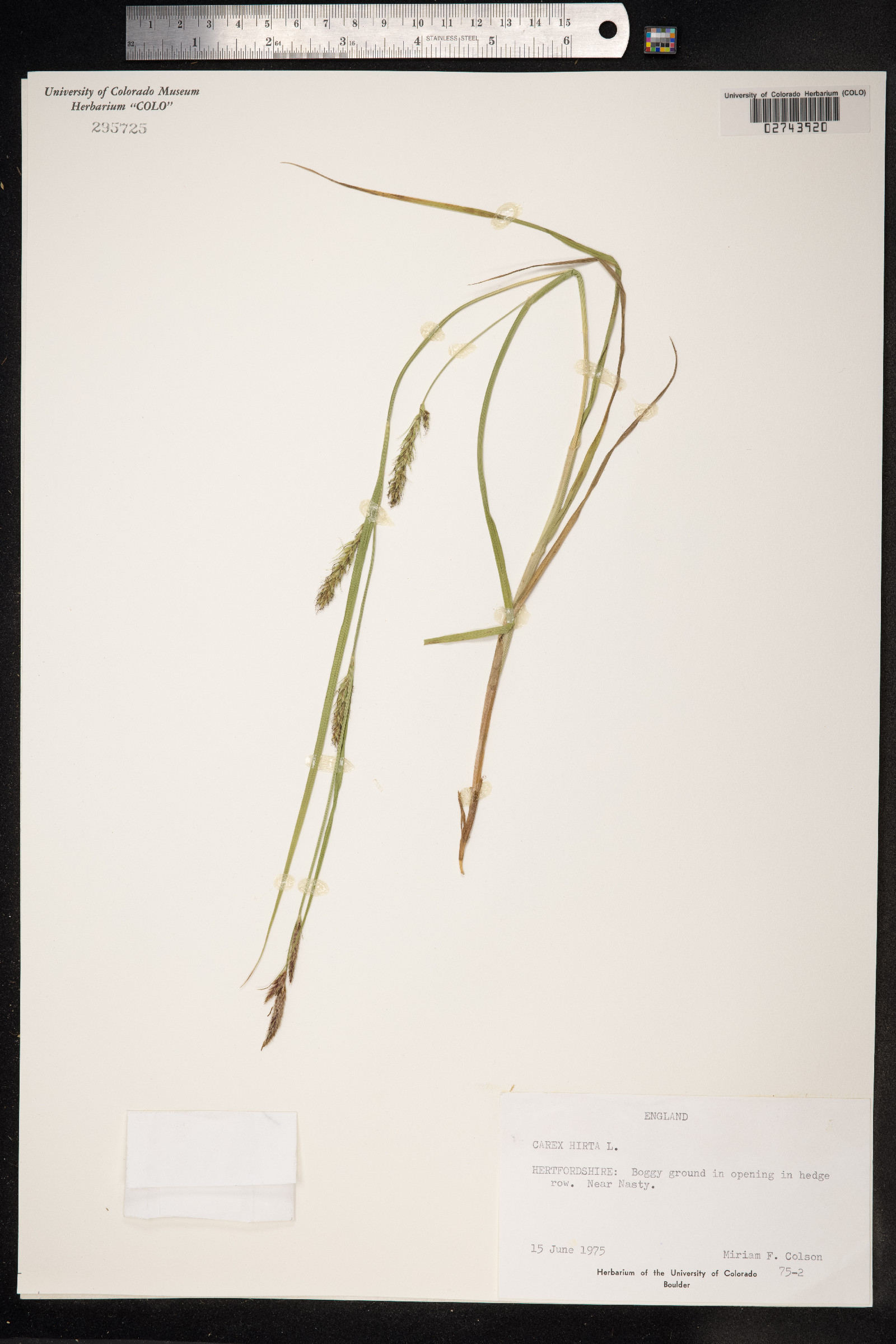Carex hirta image