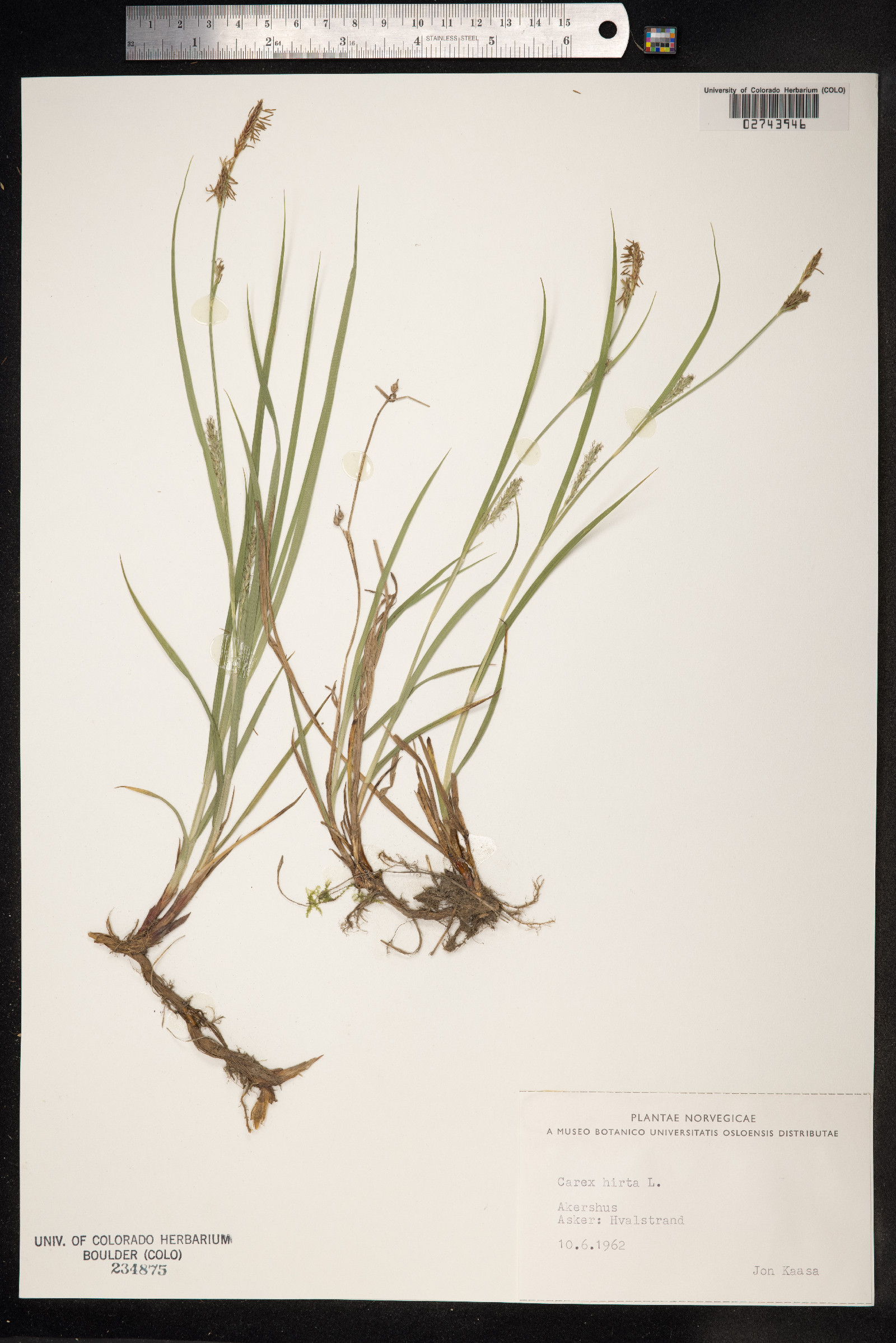 Carex hirta image