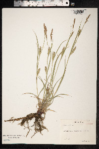 Carex hirta image