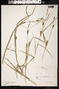 Carex hirta image