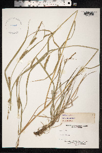 Carex hirta image