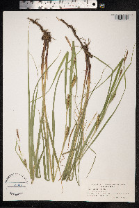 Carex hirta image