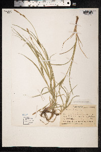 Carex hirta image