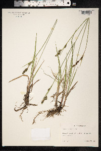 Carex hartmanii image