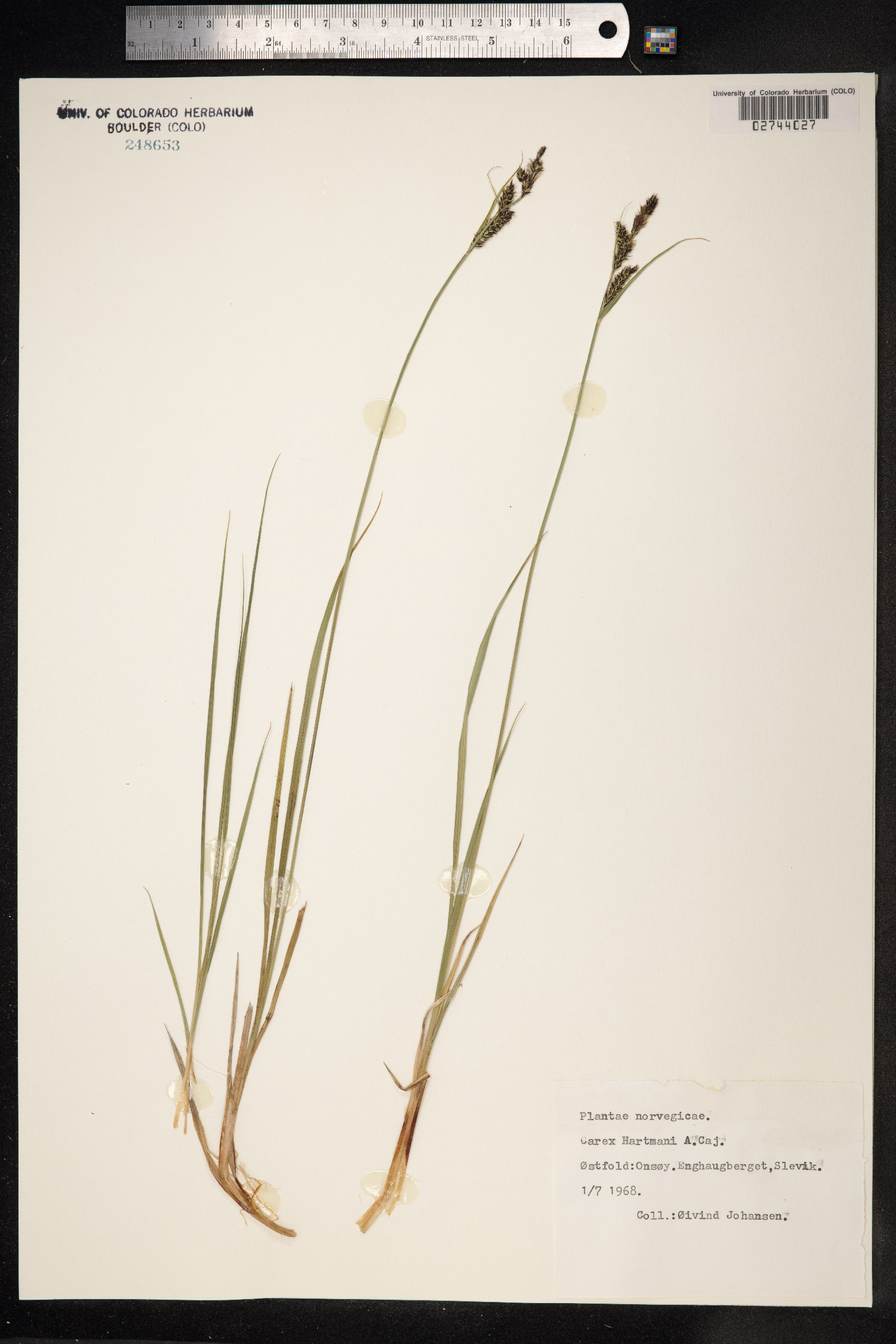 Carex hartmanii image