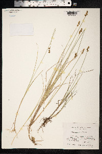 Carex heleonastes image
