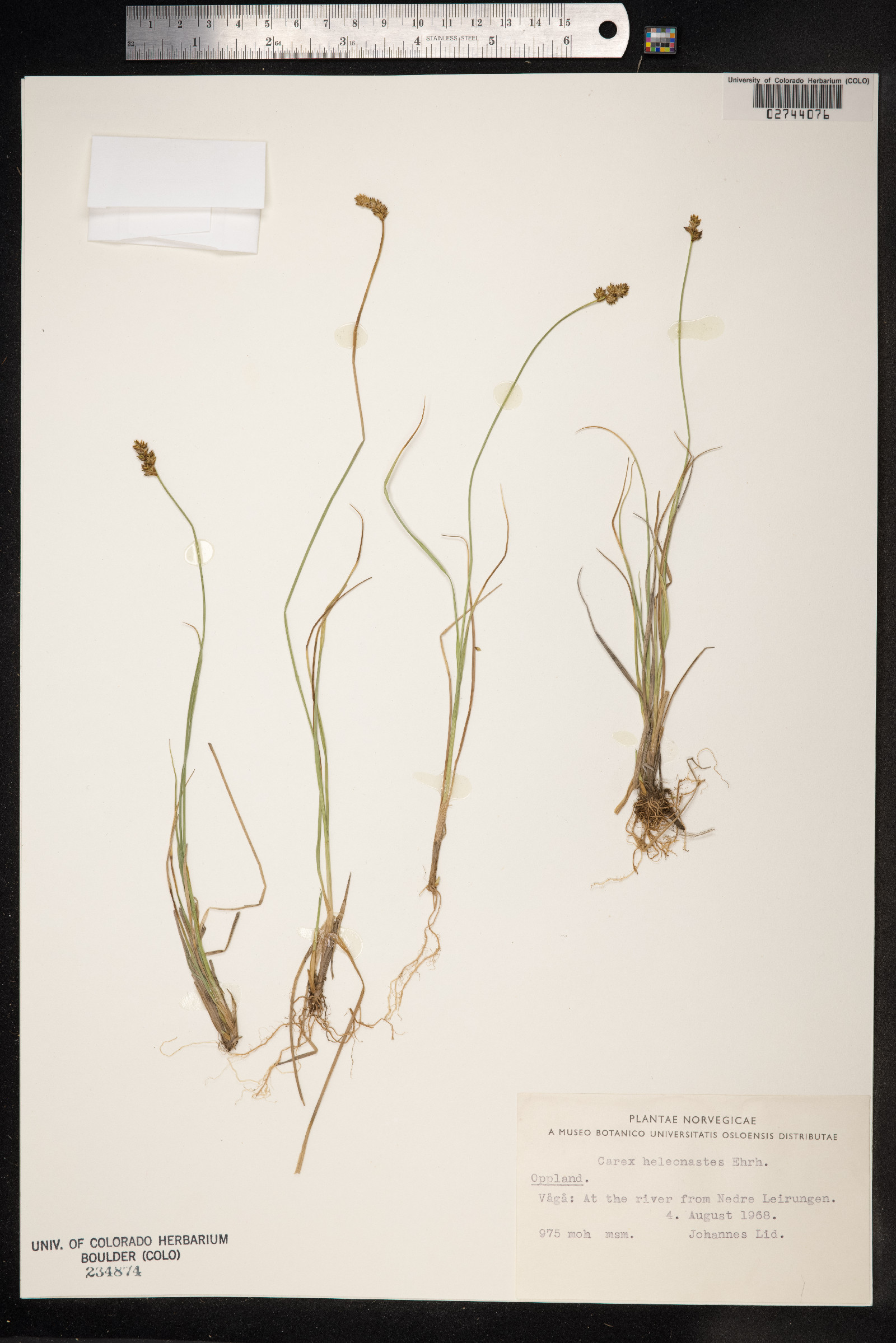 Carex heleonastes image