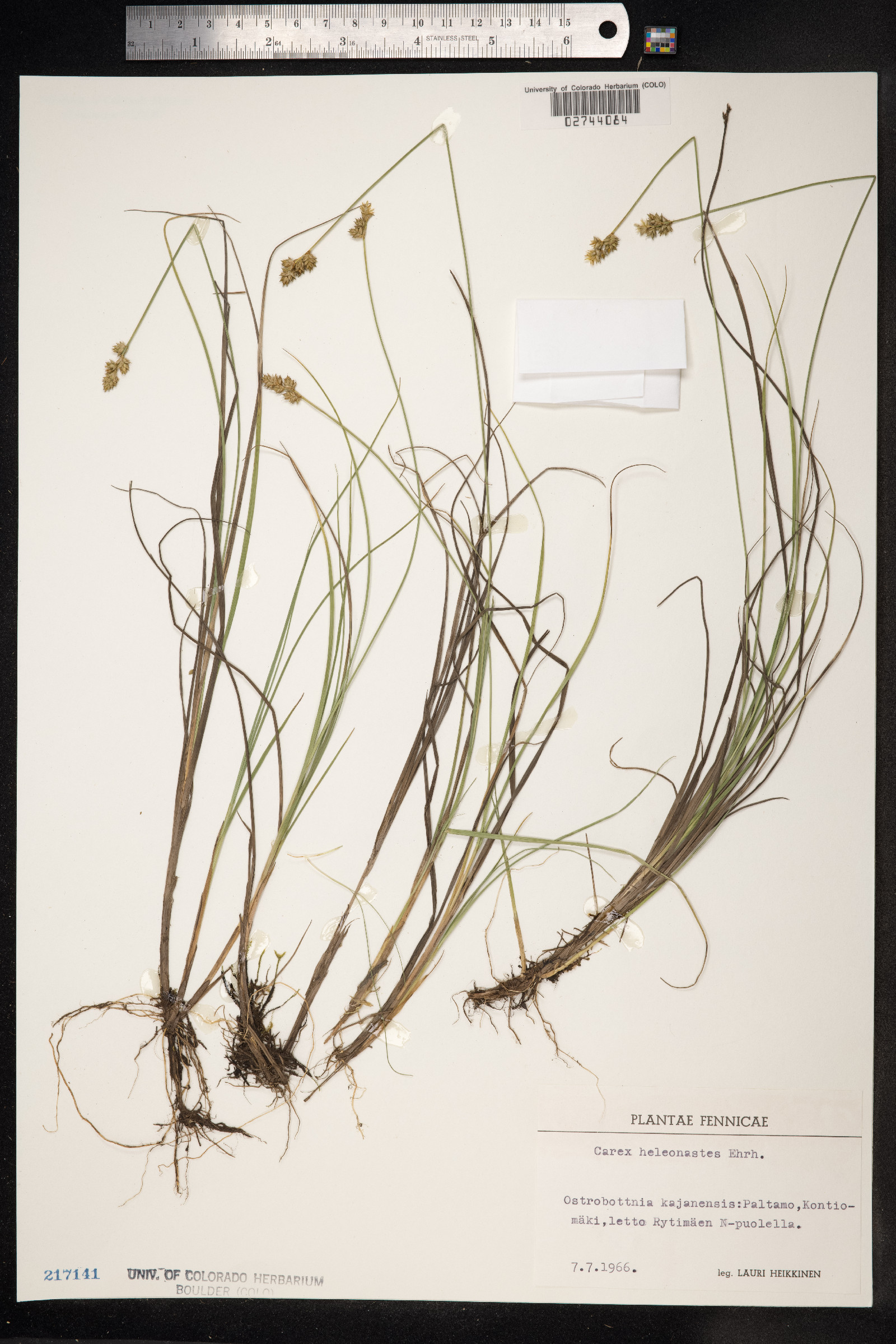 Carex heleonastes image