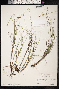 Carex heleonastes image