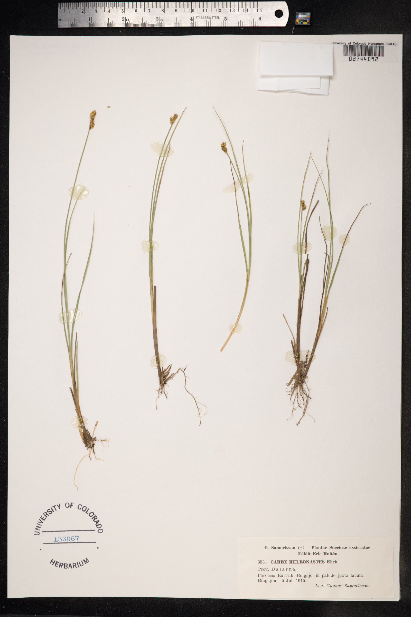 Carex heleonastes image