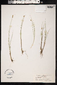 Carex heleonastes image