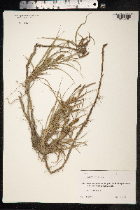Carex hirta image