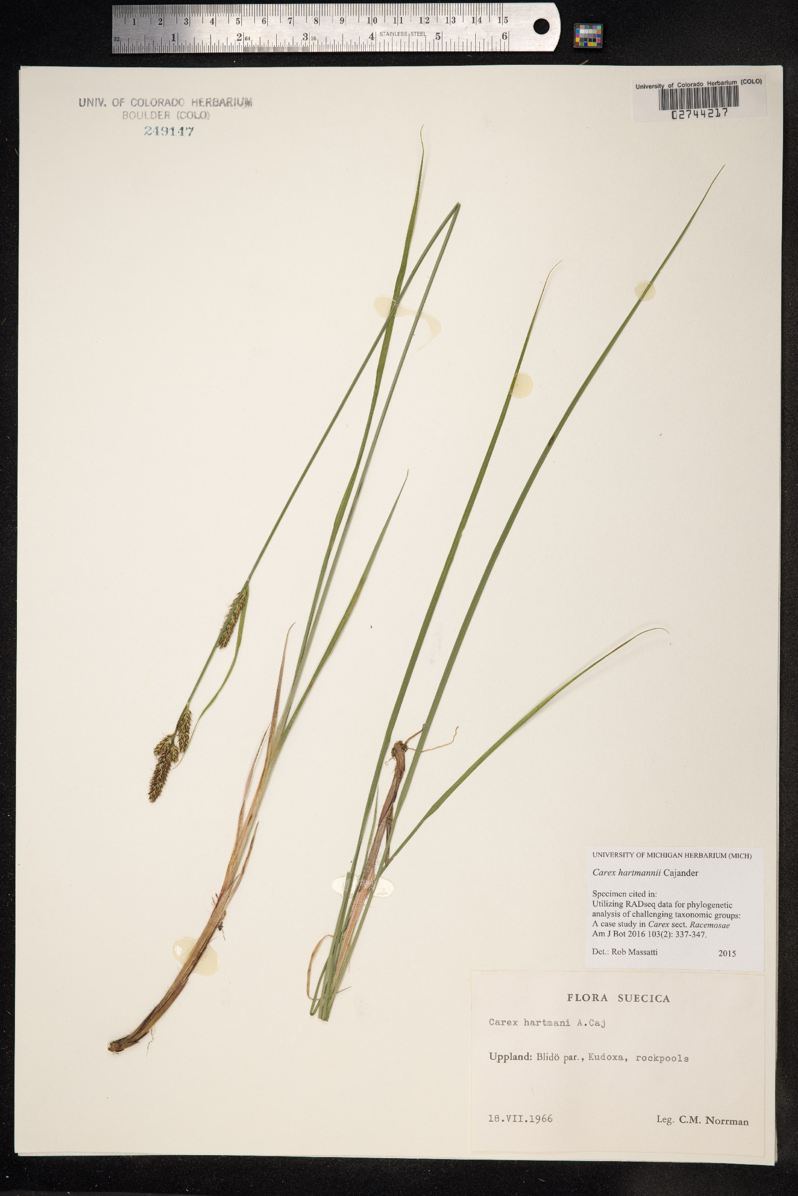 Carex hartmanii image