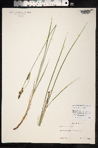 Carex hartmanii image