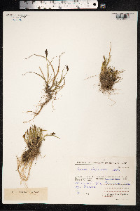 Carex lachenalii image