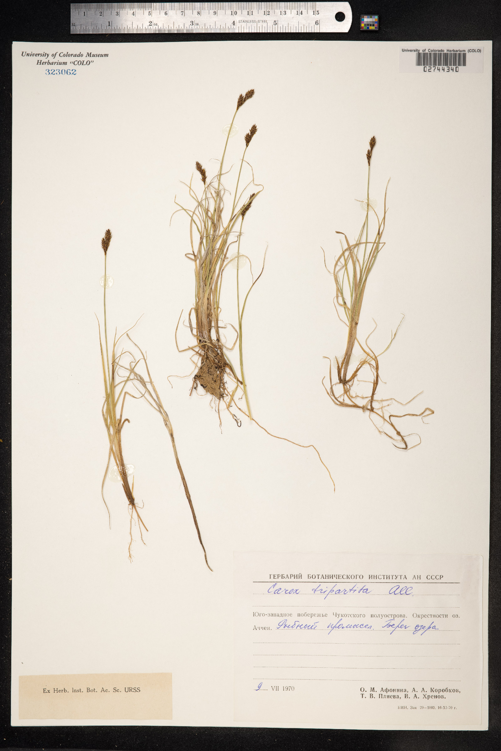 Carex lachenalii image