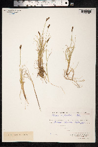 Carex lachenalii image