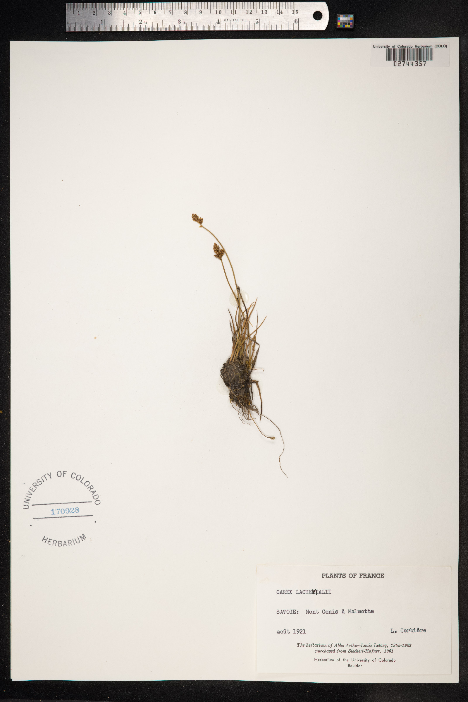 Carex lachenalii image