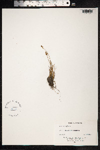 Carex lachenalii image