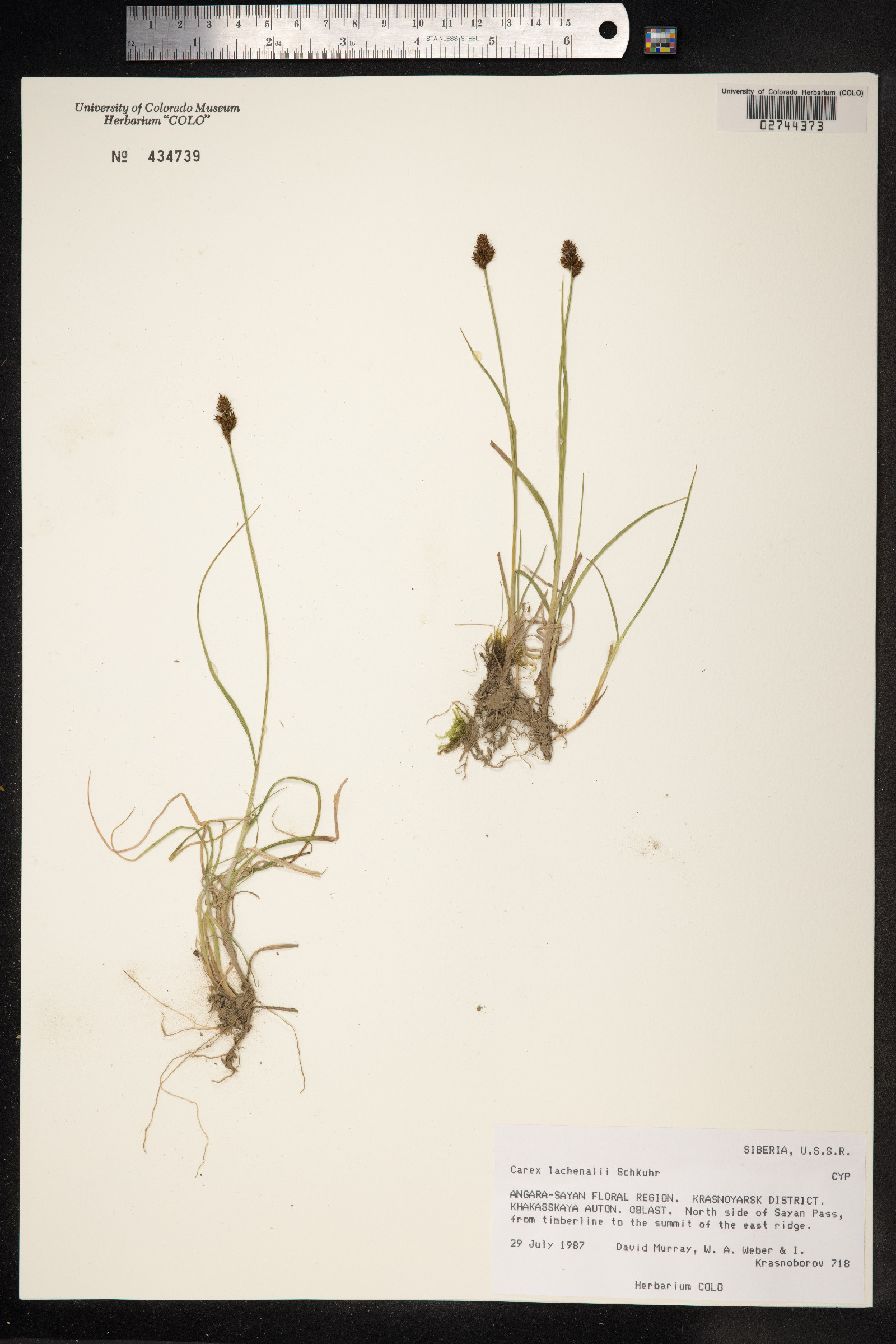 Carex lachenalii image