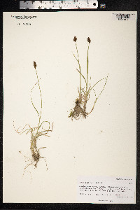 Carex lachenalii image