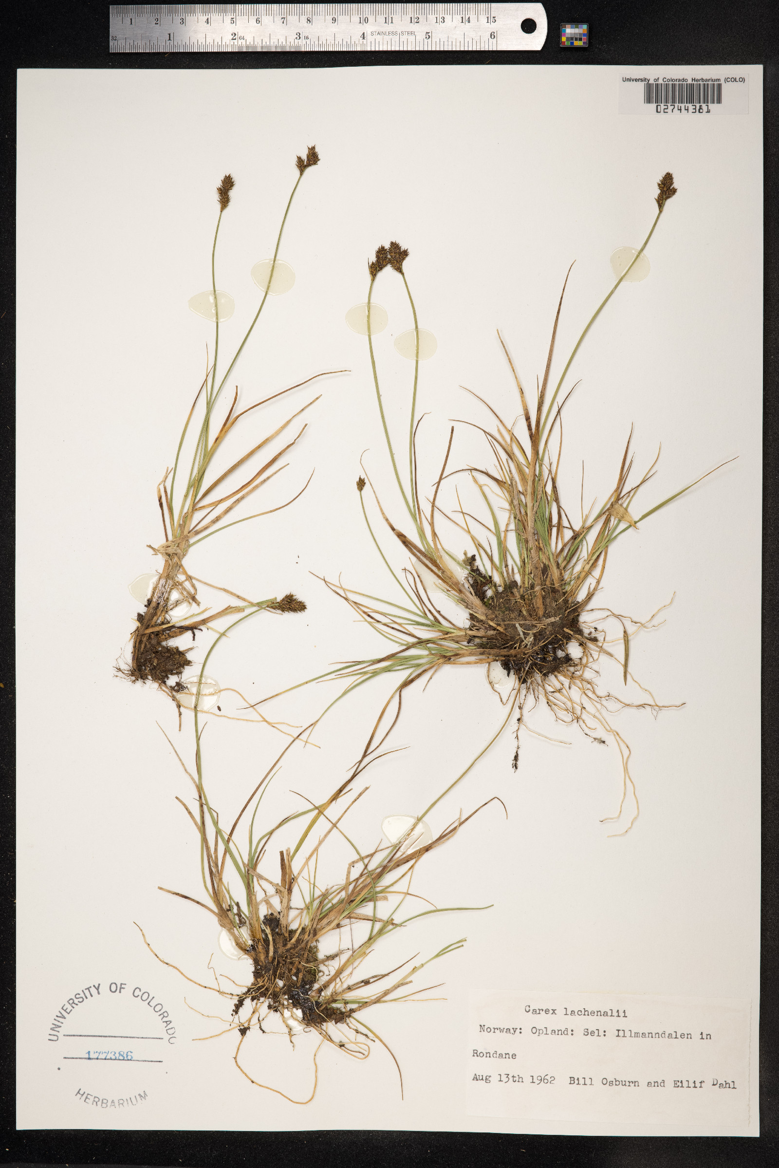 Carex lachenalii image
