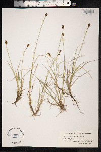 Carex lachenalii image