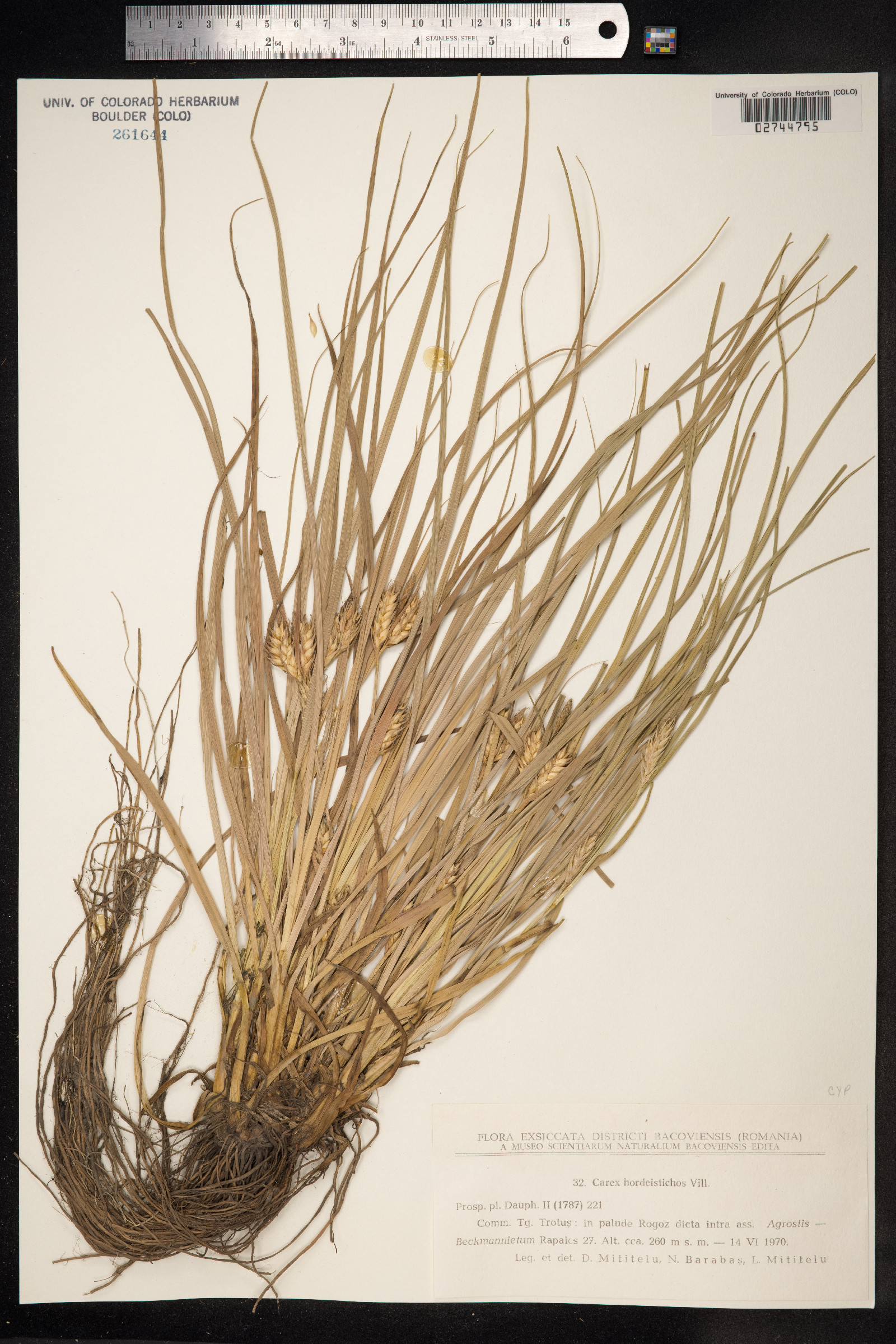 Carex hordeistichos image