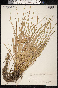Carex hordeistichos image